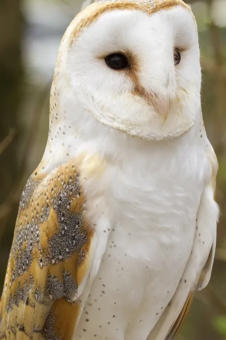 Framed Print : Barn Owl (Tyto alba) closeup Framed Print : Barn Owl (Tyto alba) closeup