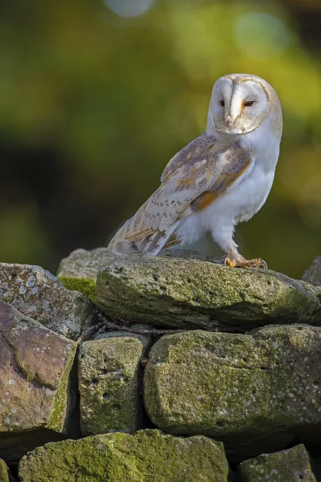 Framed Print : Barn owl (Tyto alba) in the evening light