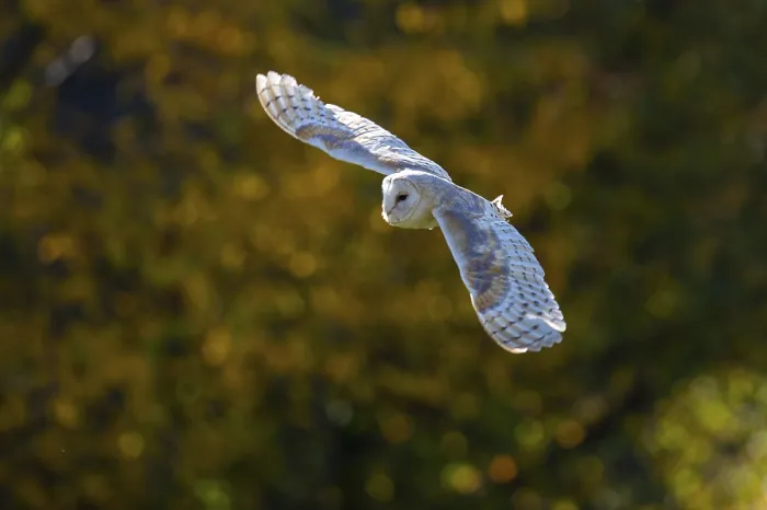 Framed Print : Barn owl (Tyto alba) in the evening light Framed Print : Barn owl (Tyto alba) in the evening light