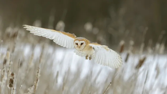 Framed Print : Barn Owl (Tyto alba) in flight Framed Print : Barn Owl (Tyto alba) in flight