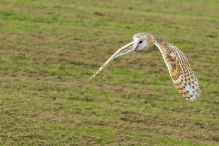 Framed Print : Barn owl (Tyto alba) in flight close-up