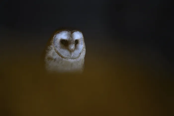 Framed Print : A barn owl (Tyto alba) sits in an attic with wooden beams looking out of the darkness Framed Print : A barn owl (Tyto alba) sits in an attic with wooden beams looking out of the darkness