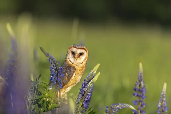 Framed Print : One barn owl (Tyto alba) sitting on a branch lying in a field of flowering lupines in late evening light Framed Print : One barn owl (Tyto alba) sitting on a branch lying in a field of flowering lupines in late evening light