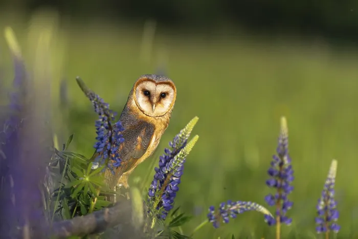 Framed Print : One barn owl (Tyto alba) sitting on a branch lying in a field of flowering lupines in late evening light