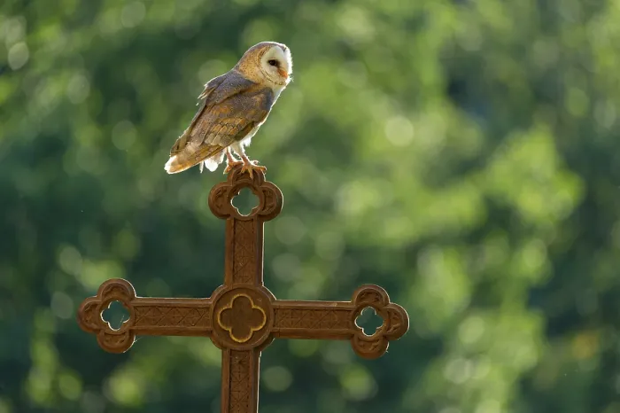 Framed Print : Barn owl (Tyto alba) sitting on a cross Framed Print : Barn owl (Tyto alba) sitting on a cross