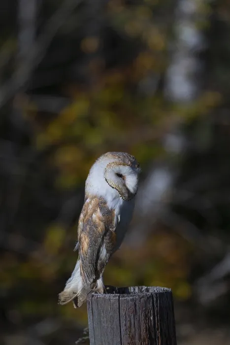 Framed Print : One barn owl (Tyto alba) sitting on a fence post in late evening light