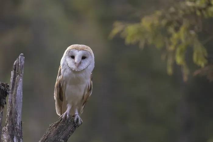 Framed Print : One barn owl (Tyto alba) sitting on top of a tree stump