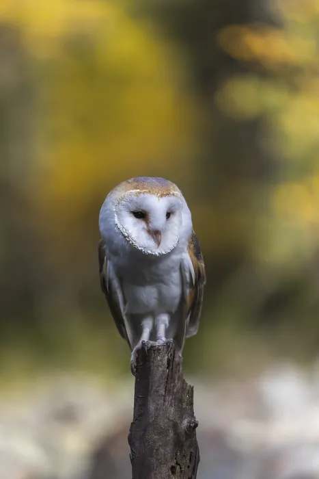 Framed Print : One barn owl (Tyto alba) sitting on top of a tree stump