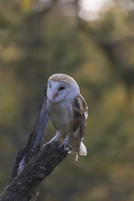 Framed Print : One barn owl (Tyto alba) sitting on top of a tree stump Framed Print : One barn owl (Tyto alba) sitting on top of a tree stump