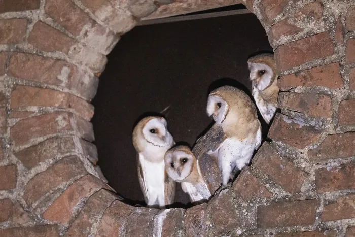 Framed Print : Barn owl four young birds standing in round wall opening seeing differently from the front