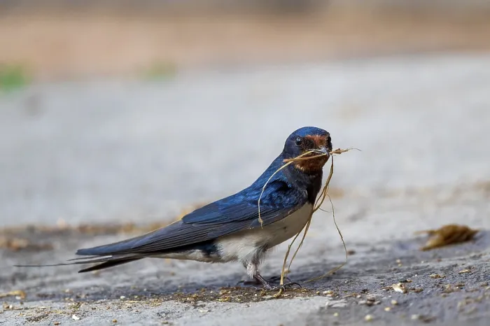 Framed Print : Barn swallow (Hirundo rustica)