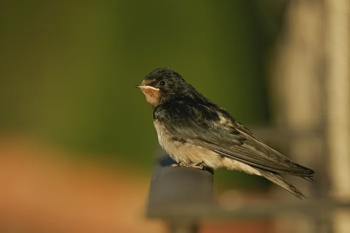 Framed Print : Barn Swallow (Hirundo rustica)