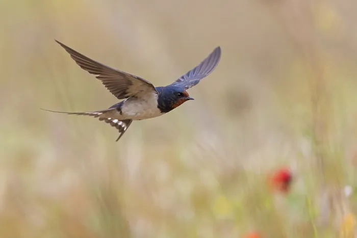 Framed Print : Barn Swallow, Hirundo rustica, Lesbos, Israel