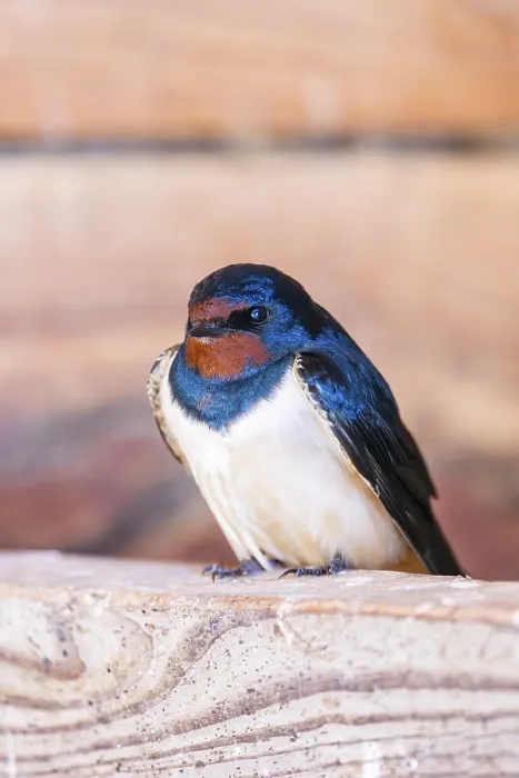 Framed Print : Barn swallow (Hirundo rustica) sitting on a wood