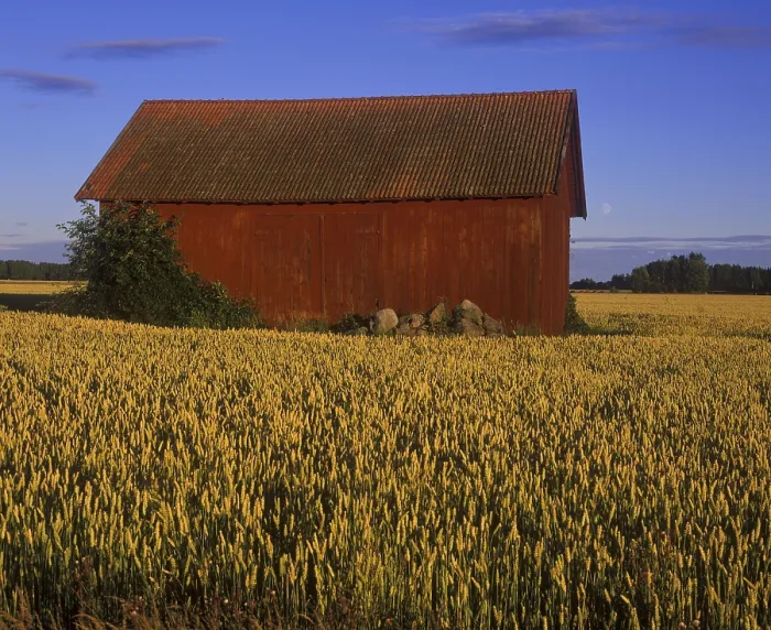 Framed Print : Barn in wheat field and moon, Sweden Framed Print : Barn in wheat field and moon, Sweden