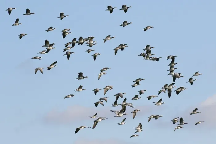 Framed Print : Barnacle geese (Branta leucopsis) Framed Print : Barnacle geese (Branta leucopsis)