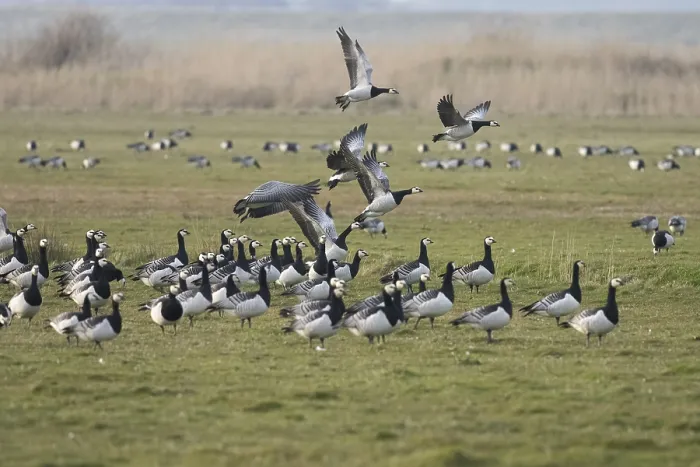 Framed Print : Barnacle Geese (Branta leucopsis)