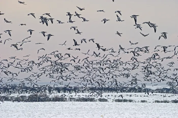 Framed Print : Barnacle Geese (Branta leucopsis)