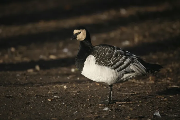 Framed Print : Barnacle goose