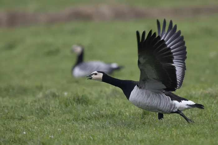 Framed Print : Barnacle goose (Branta leucopsis)