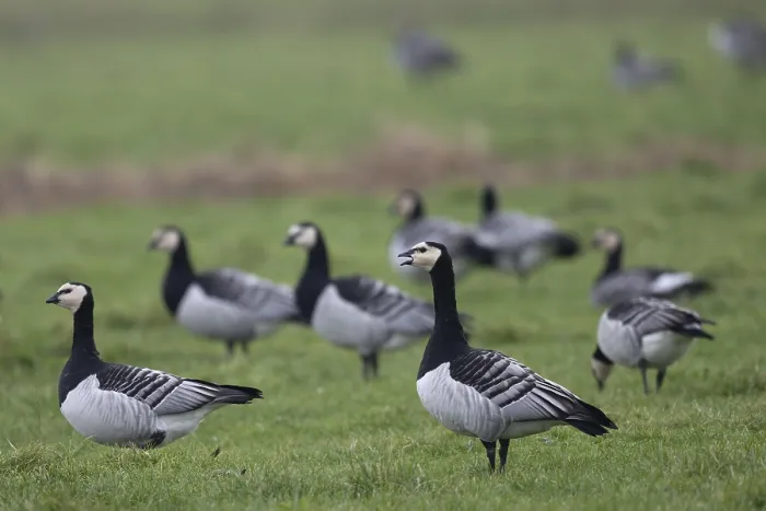 Framed Print : Barnacle goose (Branta leucopsis)
