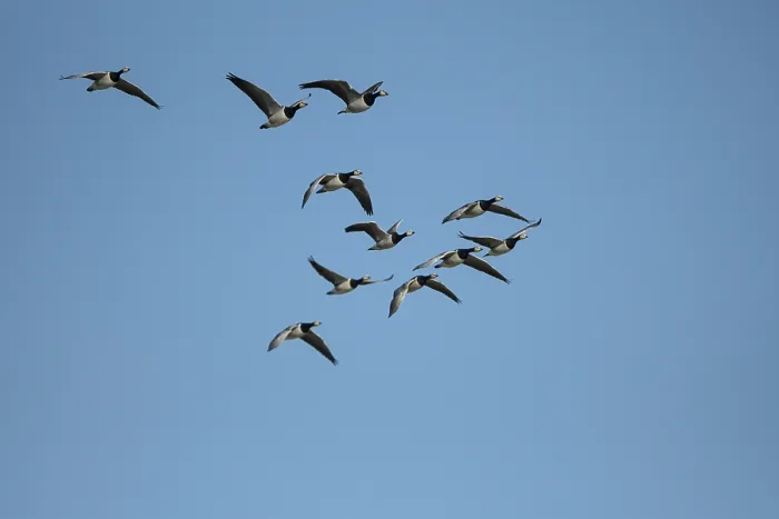 Framed Print : Barnacle goose (Branta leucopsis)