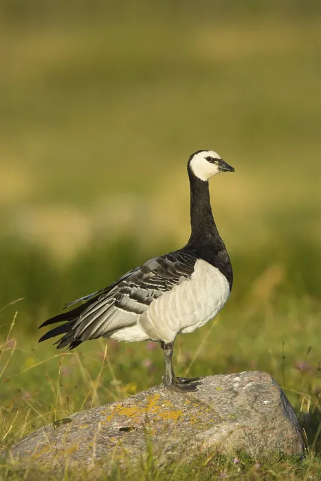 Framed Print : Barnacle Goose (Branta leucopsis) in meadow Framed Print : Barnacle Goose (Branta leucopsis) in meadow