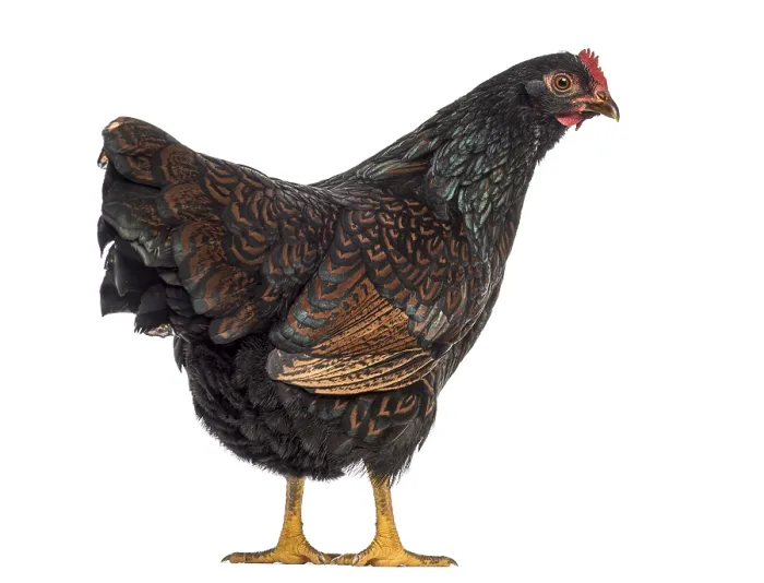 Framed Print : Barnevelder double-laced Hen isolated on white