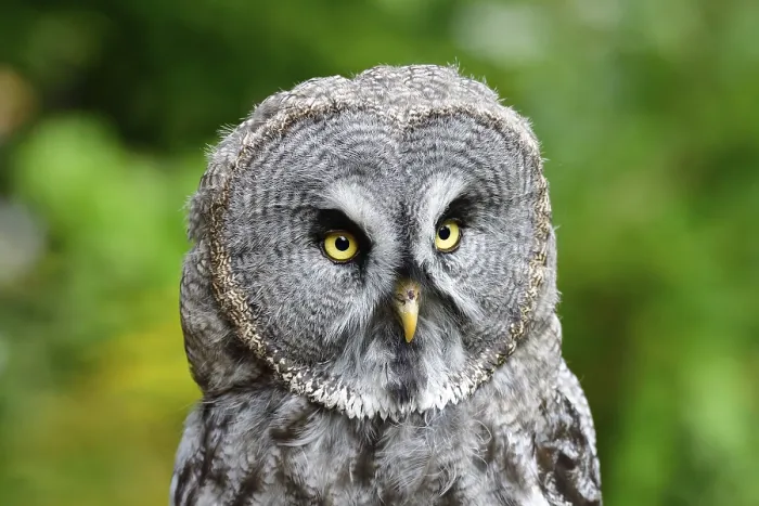 Framed Print : Barred Owl (Strix nebulosa) Framed Print : Barred Owl (Strix nebulosa)