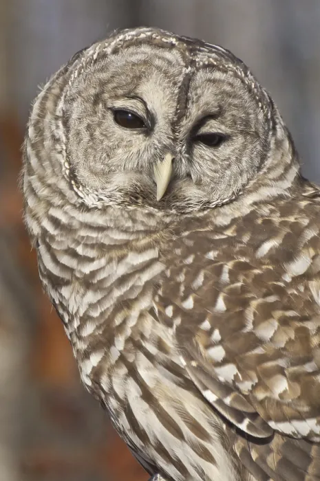 Framed Print : Barred Owl (Strix varia), autumn in Minnesota, USA