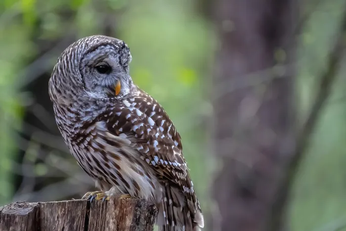 Framed Print : The barred owl (Strix varia), also known as the northern barred owl