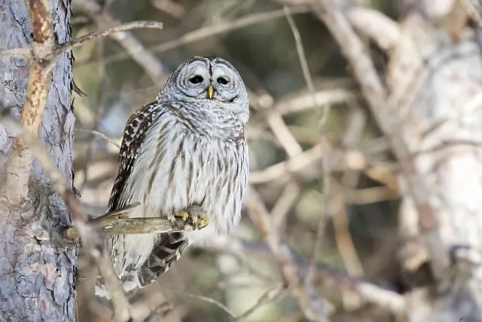 Framed Print : Barred owl (Strix varia) perched on a dead tree and watching Framed Print : Barred owl (Strix varia) perched on a dead tree and watching
