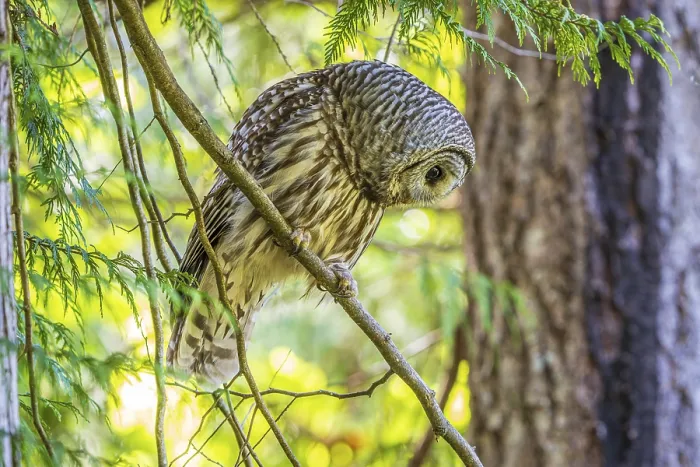 Framed Print : A Barred Owl (Strix varia) searches for prey from a tree in the forest Framed Print : A Barred Owl (Strix varia) searches for prey from a tree in the forest