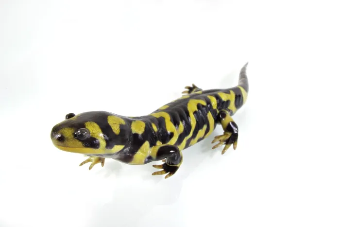Framed Print : Barred Tiger Salamander, Cross Toothed Newt