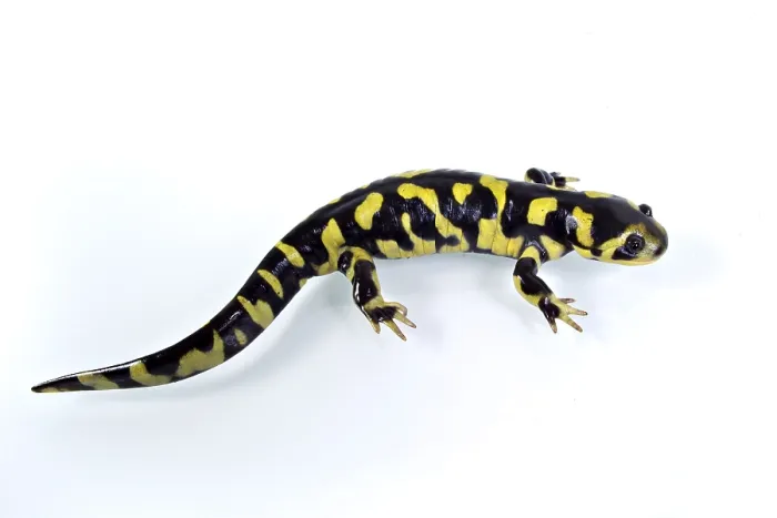 Framed Print : Barred Tiger Salamander, Cross Toothed Newt