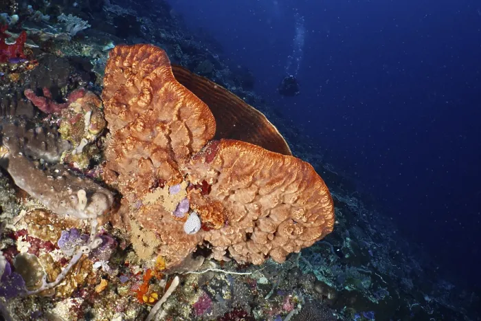 Framed Print : Barrel sponge, barrel sponge (Xestospongia testudinaria) in a lively underwater world