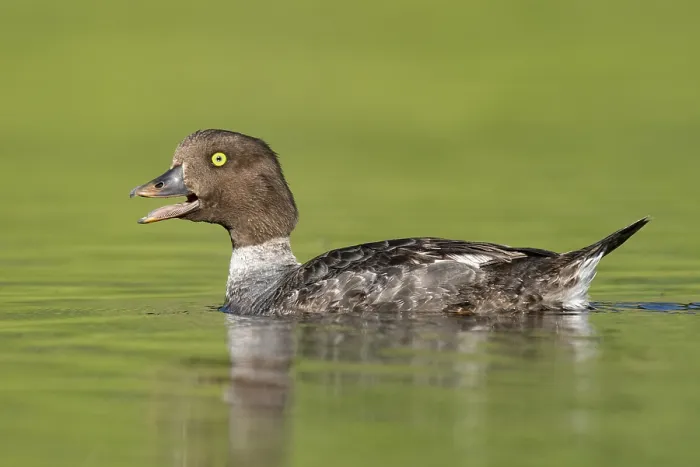 Framed Print : Barrow's Goldeneye (Bucephala islandica) female calling