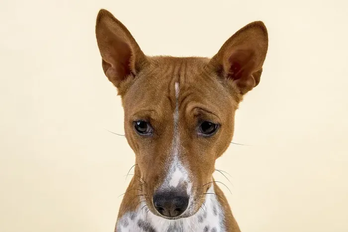 Framed Print : Basenji or Congo Terrier (Canis lupus familiaris) Framed Print : Basenji or Congo Terrier (Canis lupus familiaris)