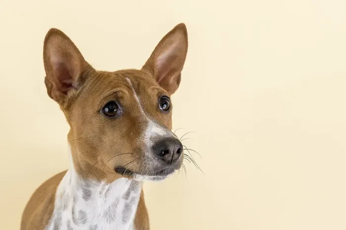 Framed Print : Basenji or Congo Terrier (Canis lupus familiaris)