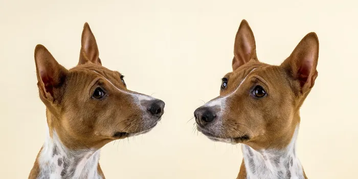 Framed Print : Basenji or Congo terrier (Canis lupus familiaris) Framed Print : Basenji or Congo terrier (Canis lupus familiaris)
