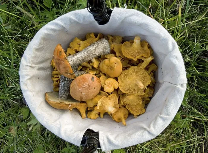 Framed Print : A basket of chanterelles (Cantharellus cibarius) and Orange Birch Bolete (Leccinum testaceoscabrum)