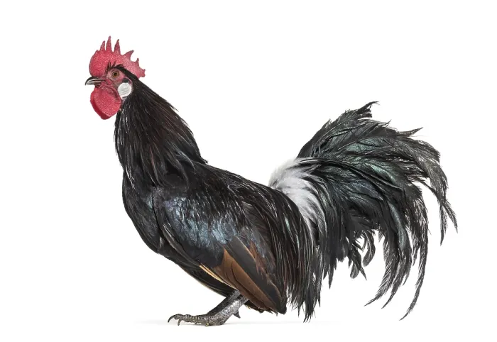 Framed Print : Bassette Liegeoise, a breed of large bantam chicken from Belgium
