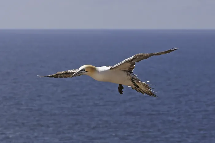 Framed Print : Basstoelpel, Morus bassanus, Northern gannet Framed Print : Basstoelpel, Morus bassanus, Northern gannet