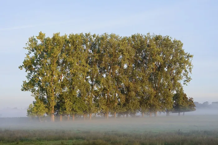 Framed Print : Bastard black poplars or Canada poplars (Populus x canadensis)
