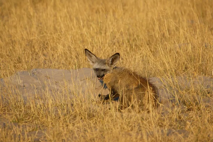 Framed Print : Bat-eared fox, Bat-eared fox Adult Framed Print : Bat-eared fox, Bat-eared fox Adult