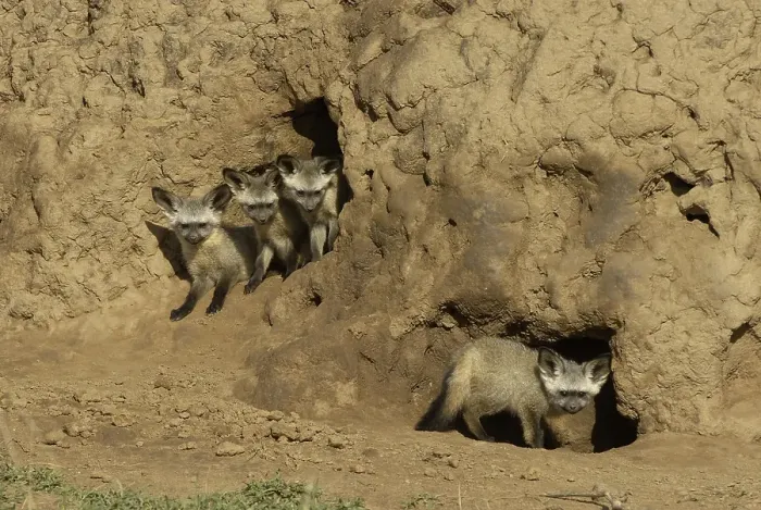 Framed Print : Bat-eared Fox (Otocyon megalotis)