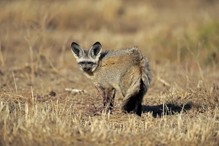 Framed Print : Bat-eared fox (Otocyon megalotis)
