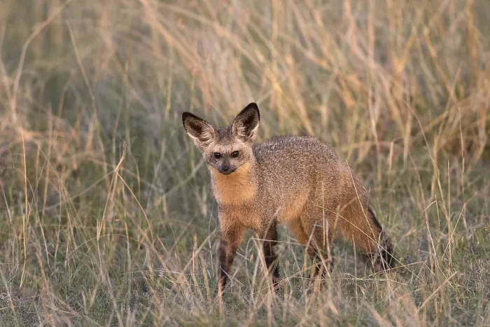 Framed Print : Bat-eared Fox (Otocyon megalotis) adult