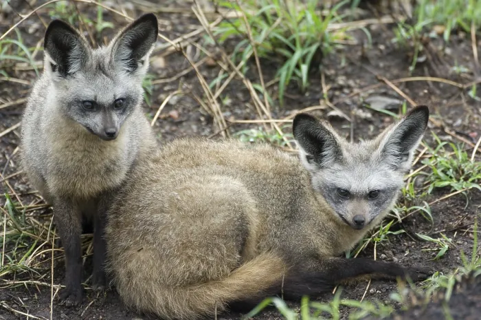 Framed Print : Bat-eared foxes (Otocyon megalotis)