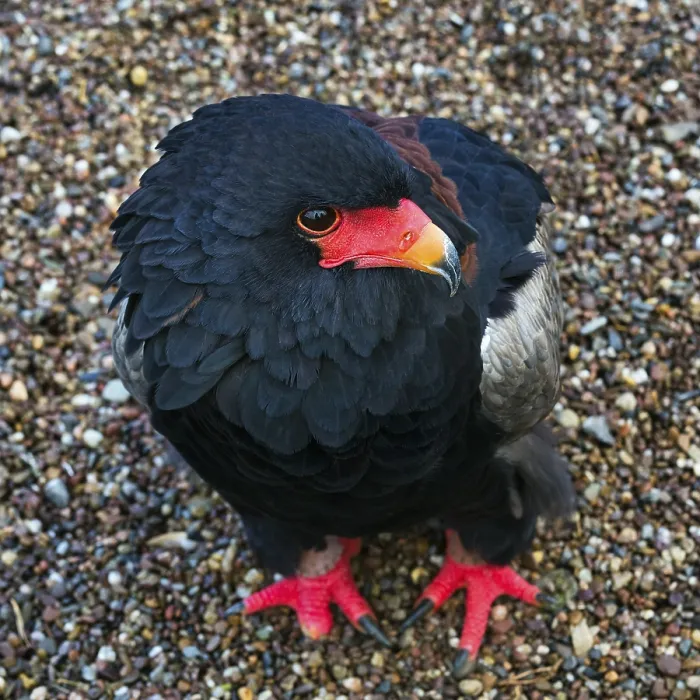 Framed Print : Bateleur, captive, Bateleur Eagle (Terathopius ecaudatus) Framed Print : Bateleur, captive, Bateleur Eagle (Terathopius ecaudatus)